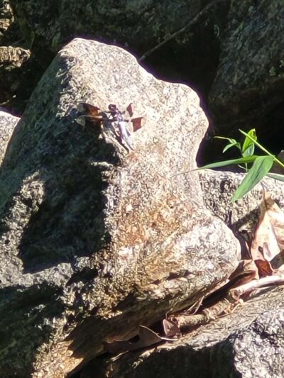 Athens Memorial Dog Park - Athens, GA