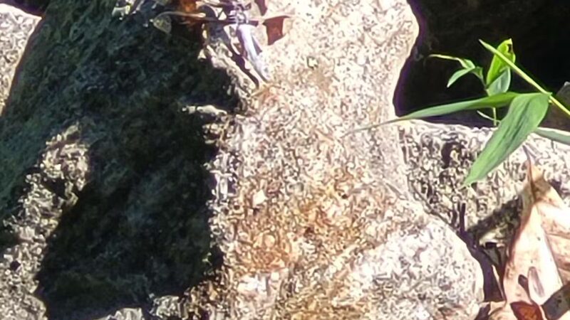 Athens Memorial Dog Park - Athens, GA