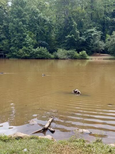 Athens Memorial Dog Park - Athens, GA