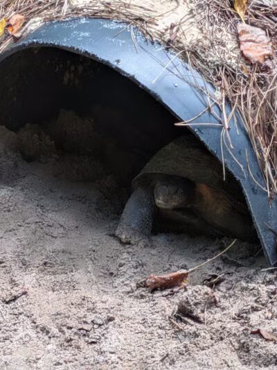 Athens Memorial Dog Park - Athens, GA