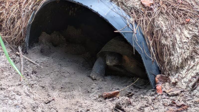 Athens Memorial Dog Park - Athens, GA