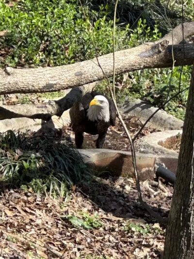 Athens Memorial Dog Park - Athens,