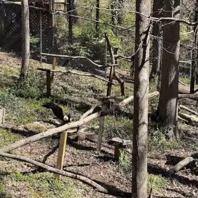 Athens Memorial Dog Park - Athens,