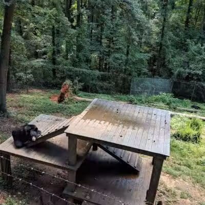 Athens Memorial Dog Park - Athens,