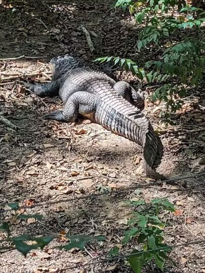 Athens Memorial Dog Park - Athens,