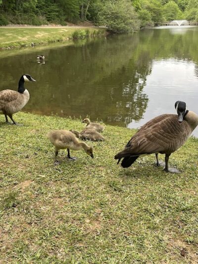 Athens Memorial Dog Park - Athens, GA