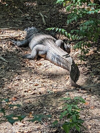 Athens Memorial Dog Park - Athens, GA