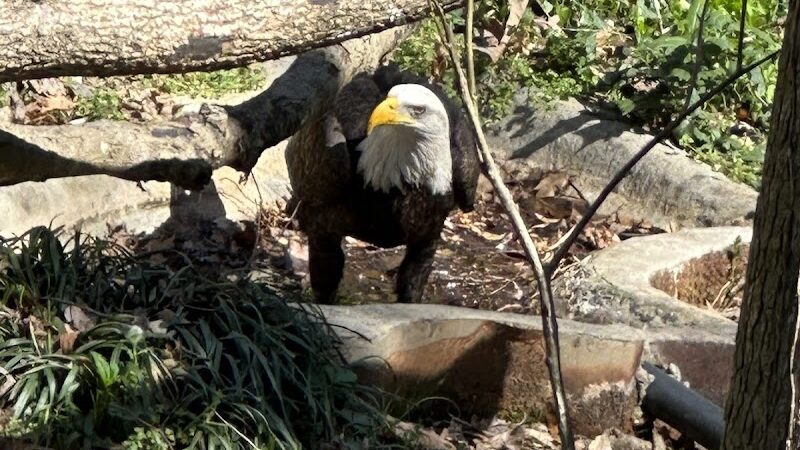 Athens Memorial Dog Park - Athens, GA