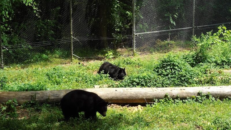 Athens Memorial Dog Park - Athens, GA