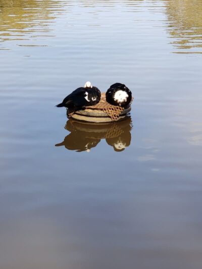 Athens Memorial Dog Park - Athens, GA
