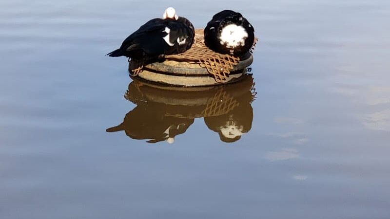 Athens Memorial Dog Park - Athens, GA