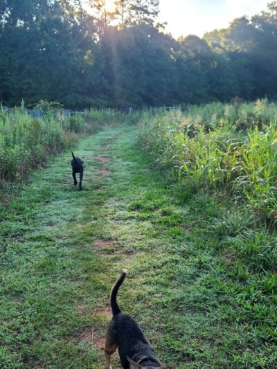 Wiggley Field - Athens, GA