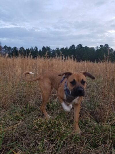 Wiggley Field - Athens, GA