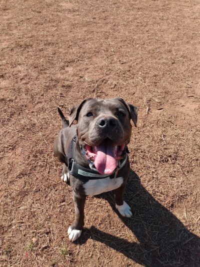 Wiggley Field - Athens, GA