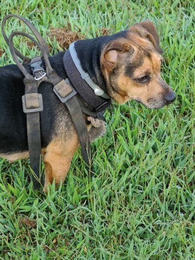 Wiggley Field - Athens, GA