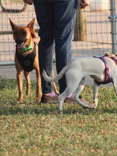 Wiggley Field - Athens, GA