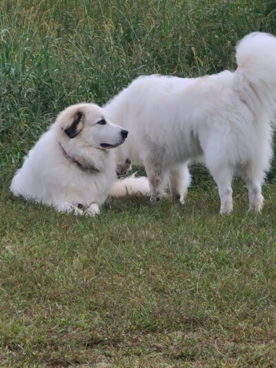 Wiggley Field - Athens, GA