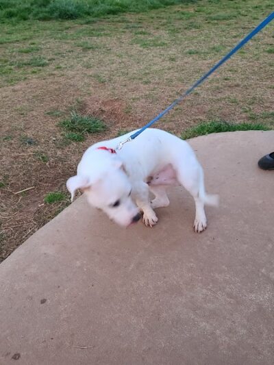 Wiggley Field - Athens, GA