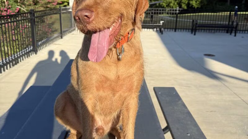 Brookhaven Park - Atlanta, GA