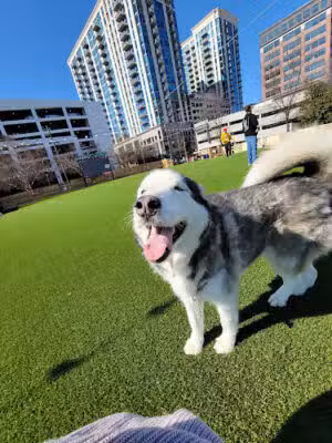 Fetch Park Buckhead - Atlanta, GA