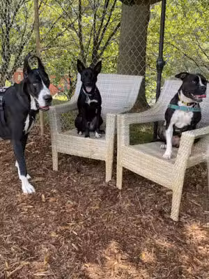 Walker Park Dog Park - Atlanta, GA