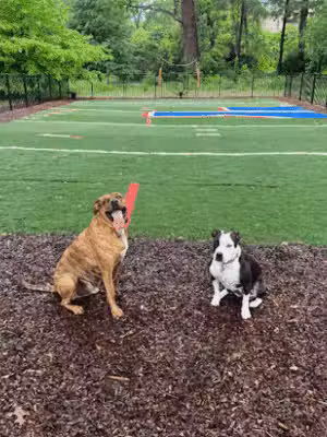 Zeno's Backyard Bark Park - Atlanta, GA