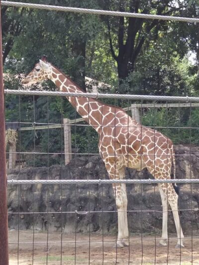 Grant Park - Atlanta, GA