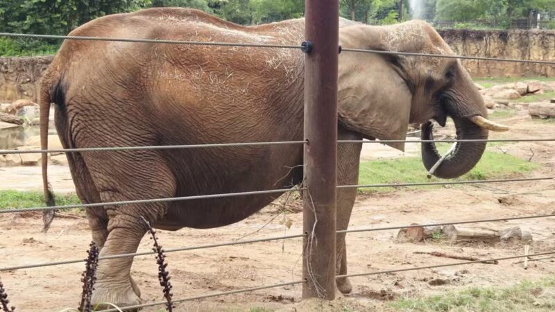 Grant Park - Atlanta, GA