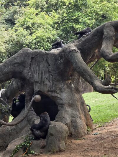 Grant Park - Atlanta, GA