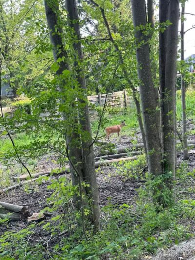 Clinton River Trail - Auburn Hills,
