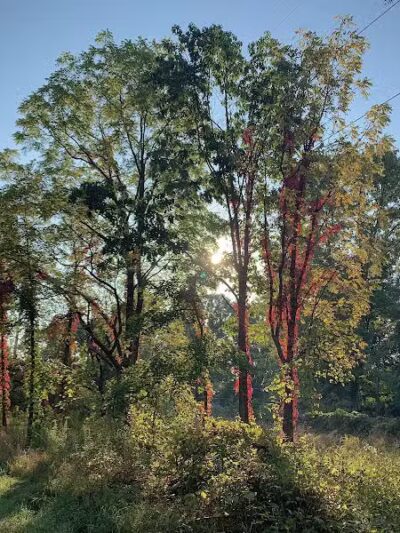 Clinton River Trail - Auburn Hills,