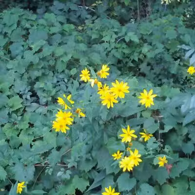 Clinton River Trail - Auburn Hills,