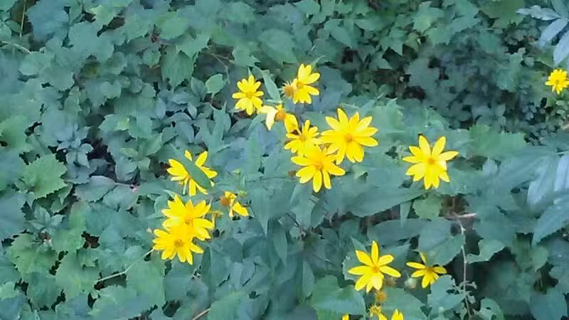 Clinton River Trail - Auburn Hills,