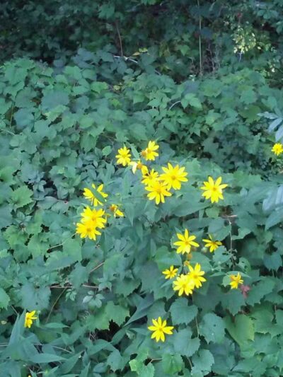 Clinton River Trail - Auburn Hills,