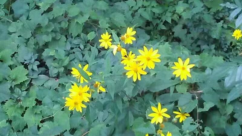 Clinton River Trail - Auburn Hills,