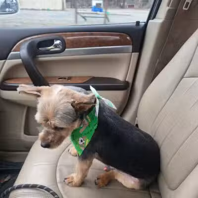 Emmy's Pampered Pooch - Auburn Hills,