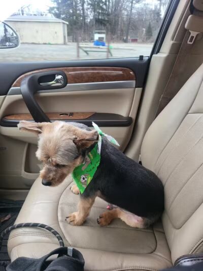 Emmy's Pampered Pooch - Auburn Hills,