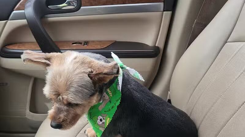 Emmy's Pampered Pooch - Auburn Hills,