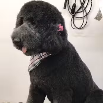 Emmy's Pampered Pooch - Auburn Hills,