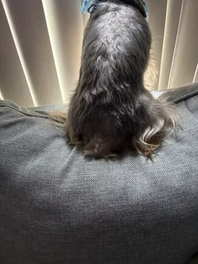 Emmy's Pampered Pooch - Auburn Hills,