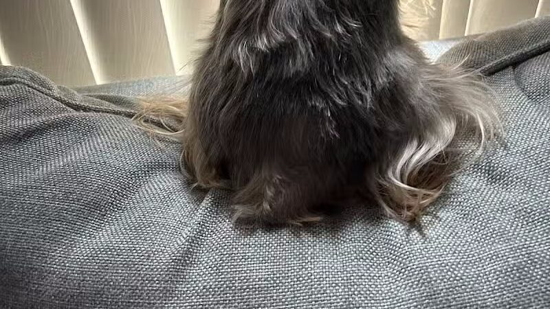 Emmy's Pampered Pooch - Auburn Hills,