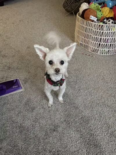 Emmy's Pampered Pooch - Auburn Hills,