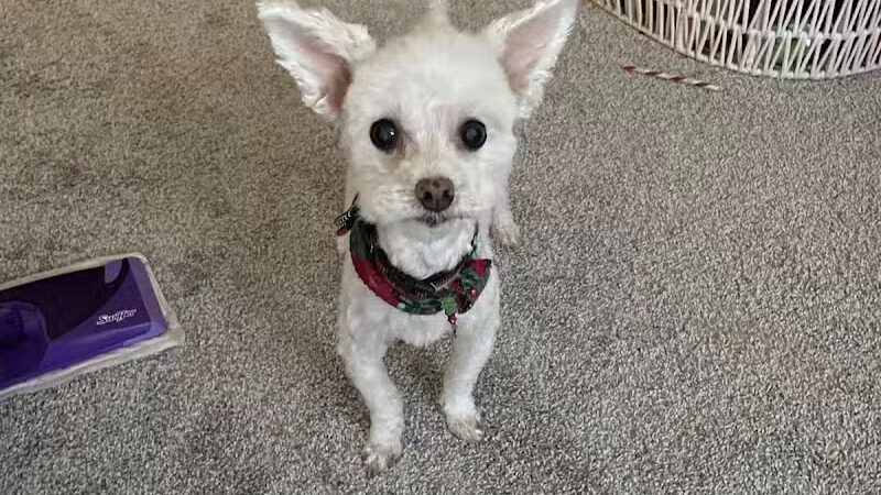 Emmy's Pampered Pooch - Auburn Hills,