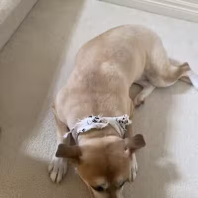 Emmy's Pampered Pooch - Auburn Hills,