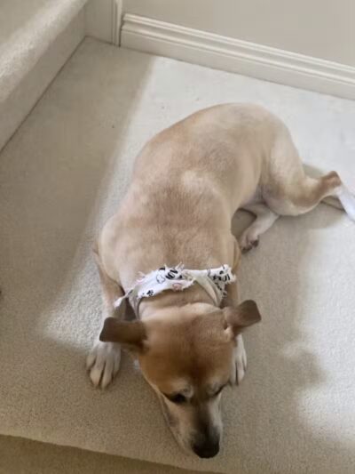 Emmy's Pampered Pooch - Auburn Hills,