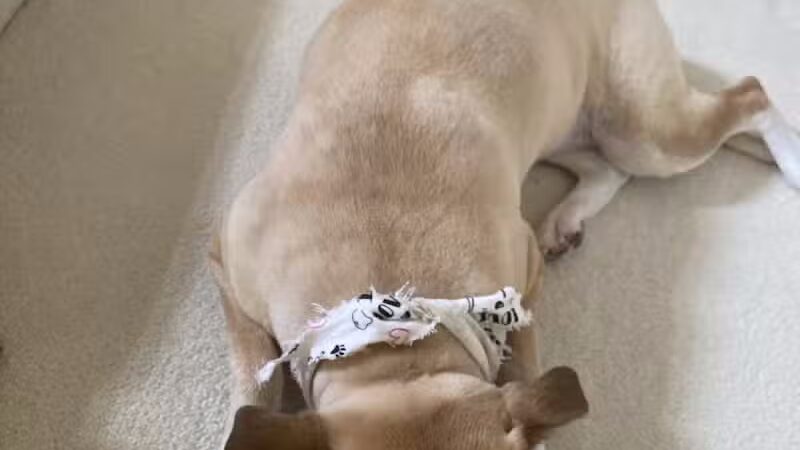 Emmy's Pampered Pooch - Auburn Hills,