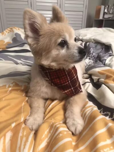 Emmy's Pampered Pooch - Auburn Hills,