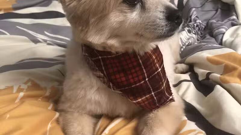 Emmy's Pampered Pooch - Auburn Hills,