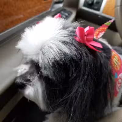 Emmy's Pampered Pooch - Auburn Hills,
