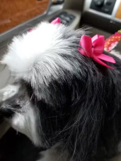 Emmy's Pampered Pooch - Auburn Hills,